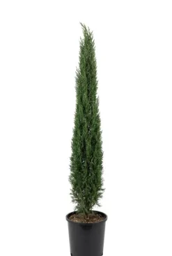 Cupressus sempervirens Totem
