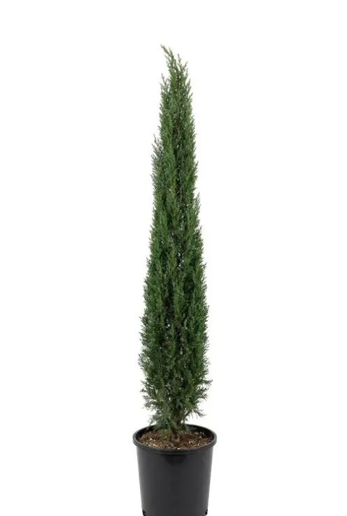 Cupressus sempervirens Totem