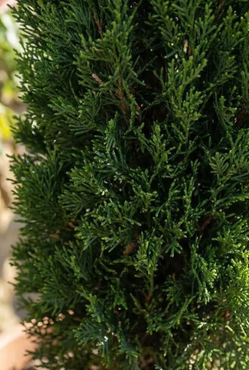 Cupressus sempervirens Totem