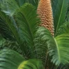 Cycas revoluta - Vredespalm