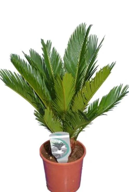 Cycas revoluta - Vredespalm