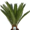 Cycas Revoluta - Vredespalm
