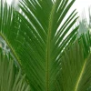 Cycas Revoluta - Vredespalm