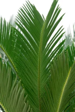 Cycas Revoluta - Vredespalm