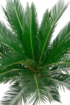 Cycas Revoluta - Vredespalm
