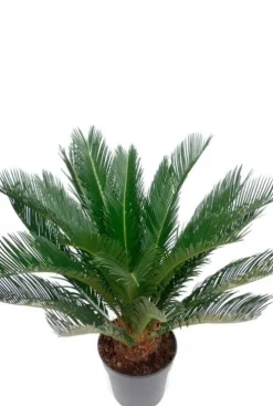 Cycas Revoluta - Vredespalm