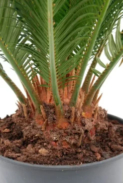 Cycas Revoluta - Vredespalm