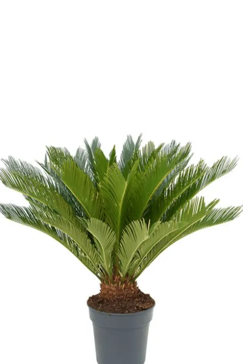 Cycas Revoluta - Vredespalm