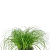 Cyperus Alternifolius Zumula