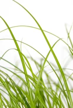 Cyperus Alternifolius Zumula