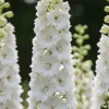 Delphinium (P) Magic Fountains Pure White - Ridderspoor