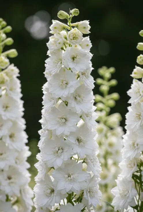 Delphinium (P) Magic Fountains Pure White - Ridderspoor
