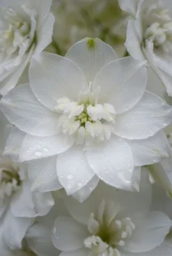 Delphinium (P) Magic Fountains Pure White - Ridderspoor