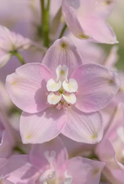 Delphinium (P) Magic Fountains Pink Shades - Ridderspoor