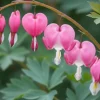 Dicentra spectabilis - Hartjesplant