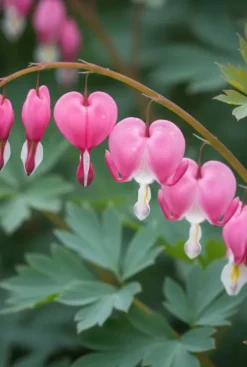 Dicentra spectabilis - Hartjesplant