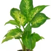 Dieffenbachia Camilla - Stekje