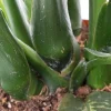 Dieffenbachia maroba - Dief van Bagdad