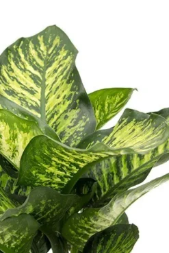 Dieffenbachia maroba - Dief van Bagdad