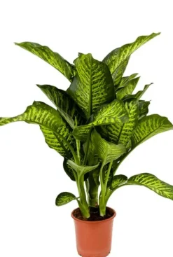 Dieffenbachia maroba - Dief van Bagdad