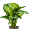 Dieffenbachia seguine reeva - Dief van Bagdad
