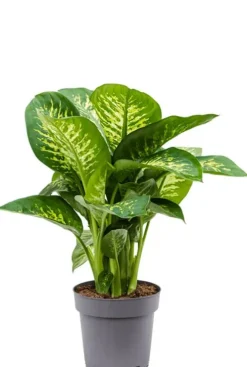 Dieffenbachia seguine reeva - Dief van Bagdad