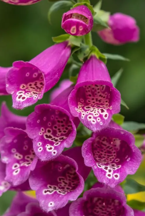 Digitalis purp. 'Gloxiniiflora' - Vingerhoedskruid
