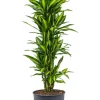 Dracaena cintho - Drakenbloedboom