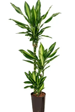 Dracaena cintho - Drakenbloedboom