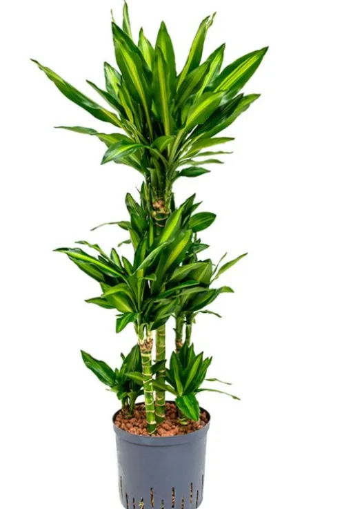 Dracaena cintho - Drakenbloedboom