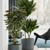 Dracaena Compacta