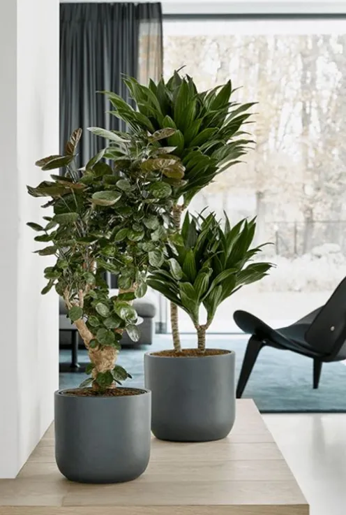 Dracaena Compacta