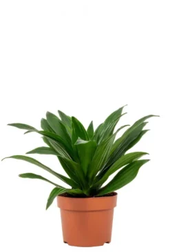 Dracaena Compacta