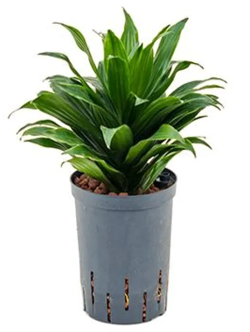 Dracaena compacta - Drakenbloedboom