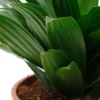 Dracaena compacta - Drakenbloedboom
