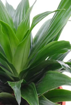 Dracaena compacta - Drakenbloedboom