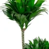 Dracaena Compacta - Drakenbloedboom
