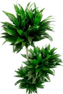 Dracaena Compacta - Drakenbloedboom