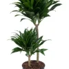 Dracaena Compacta - Drakenbloedboom