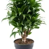 Dracaena compacta - Drakenbloedboom