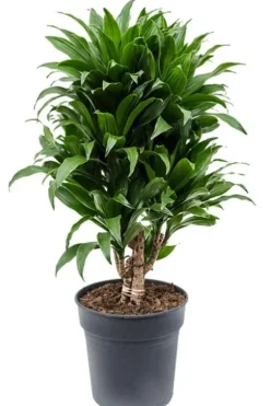 Dracaena compacta - Drakenbloedboom