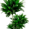 Dracaena compacta - Drakenbloedboom