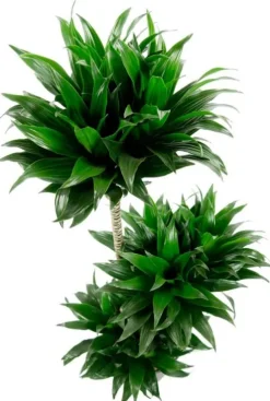 Dracaena compacta - Drakenbloedboom