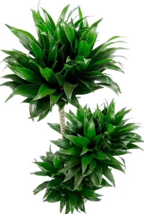 Dracaena compacta - Drakenbloedboom