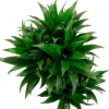 Dracaena Compacta - Drakenbloedboom