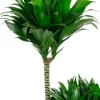 Dracaena Compacta - Drakenbloedboom