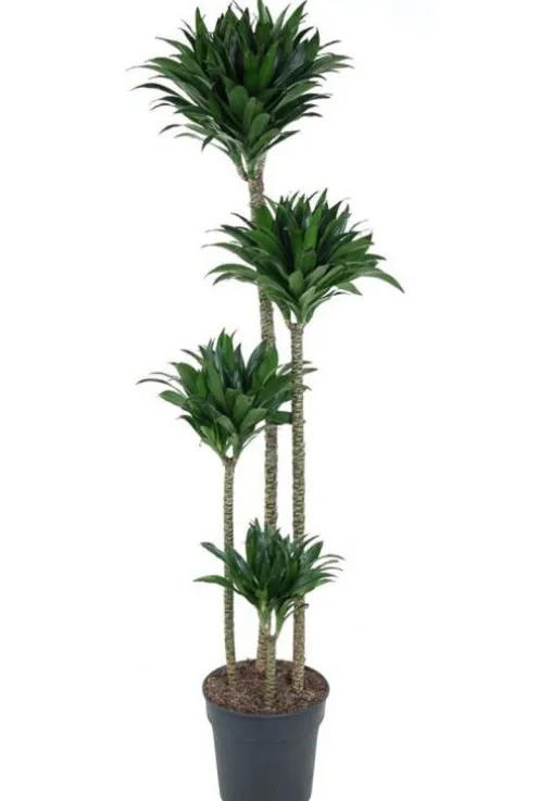 Dracaena Compacta - Drakenbloedboom