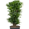 Dracaena Compacta - Drakenbloedboom