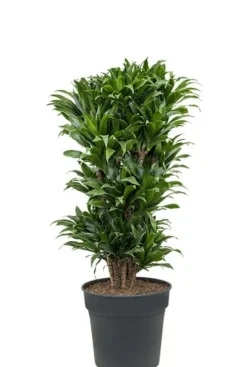 Dracaena Compacta - Drakenbloedboom