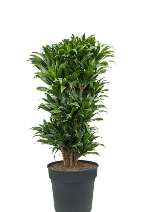 Dracaena Compacta - Drakenbloedboom